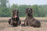 DOGUE ALLEMAND 471